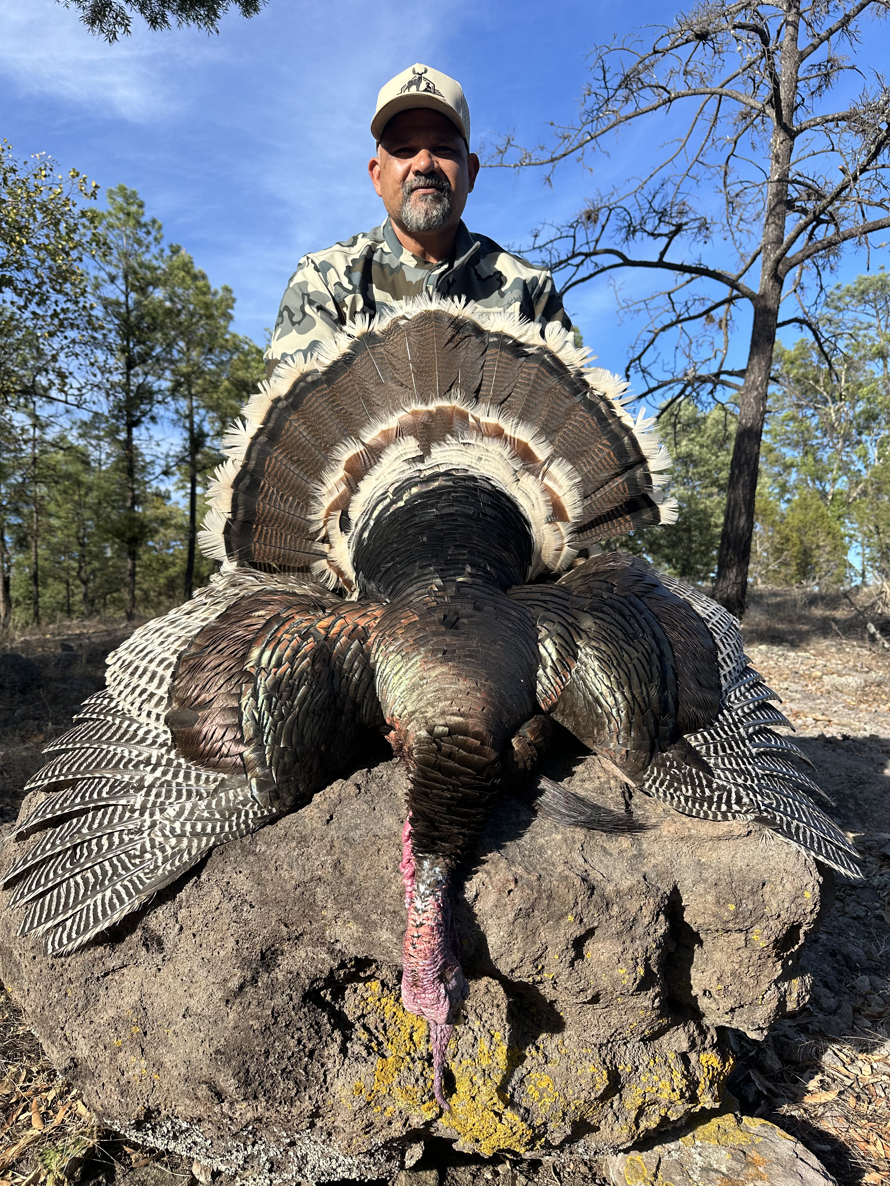 Gould's Turkey